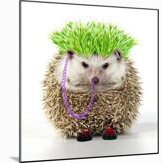 Punk 'Boy' Hedgehog-null-Mounted Photographic Print