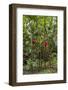 Puntarenas, Costa Rica-Peter Hawkins-Framed Photographic Print