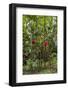 Puntarenas, Costa Rica-Peter Hawkins-Framed Photographic Print