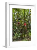 Puntarenas, Costa Rica-Peter Hawkins-Framed Photographic Print