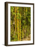 Puntarenas, Costa Rica-Peter Hawkins-Framed Photographic Print