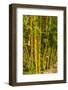 Puntarenas, Costa Rica-Peter Hawkins-Framed Photographic Print