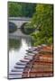 Punts on the River Cam, the Backs, Cambridge, Cambridgeshire, England, United Kingdom, Europe-Alan Copson-Mounted Photographic Print