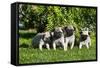 Pup puppies all lined up, California, USA-Zandria Muench Beraldo-Framed Stretched Canvas