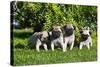 Pup puppies all lined up, California, USA-Zandria Muench Beraldo-Stretched Canvas