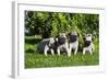 Pup puppies all lined up, California, USA-Zandria Muench Beraldo-Framed Photographic Print