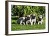 Pup puppies all lined up, California, USA-Zandria Muench Beraldo-Framed Photographic Print