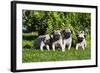 Pup puppies all lined up, California, USA-Zandria Muench Beraldo-Framed Photographic Print