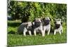 Pup puppies all lined up, California, USA-Zandria Muench Beraldo-Mounted Photographic Print