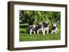 Pup puppies all lined up, California, USA-Zandria Muench Beraldo-Framed Photographic Print