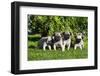 Pup puppies all lined up, California, USA-Zandria Muench Beraldo-Framed Photographic Print