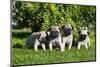 Pup puppies all lined up, California, USA-Zandria Muench Beraldo-Mounted Photographic Print