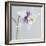 Puple Aquilegia-Tom Quartermaine-Framed Giclee Print