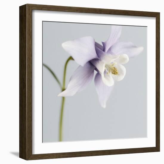 Puple Aquilegia-Tom Quartermaine-Framed Giclee Print