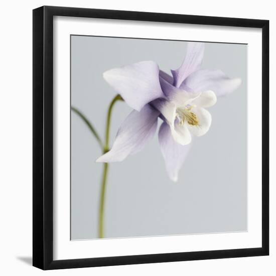 Puple Aquilegia-Tom Quartermaine-Framed Giclee Print