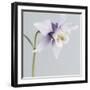 Puple Aquilegia-Tom Quartermaine-Framed Giclee Print