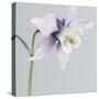 Puple Aquilegia-Tom Quartermaine-Stretched Canvas