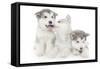 Puppies 001-Andrea Mascitti-Framed Stretched Canvas