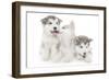 Puppies 001-Andrea Mascitti-Framed Photographic Print