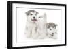 Puppies 001-Andrea Mascitti-Framed Photographic Print