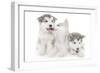 Puppies 001-Andrea Mascitti-Framed Photographic Print