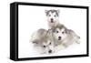 Puppies 002-Andrea Mascitti-Framed Stretched Canvas