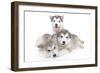 Puppies 002-Andrea Mascitti-Framed Photographic Print