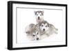 Puppies 002-Andrea Mascitti-Framed Photographic Print