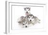 Puppies 002-Andrea Mascitti-Framed Photographic Print