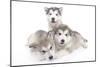 Puppies 002-Andrea Mascitti-Mounted Photographic Print