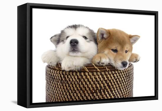 Puppies 003-Andrea Mascitti-Framed Stretched Canvas