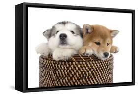 Puppies 003-Andrea Mascitti-Framed Stretched Canvas