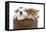 Puppies 003-Andrea Mascitti-Framed Stretched Canvas