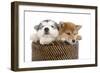 Puppies 003-Andrea Mascitti-Framed Photographic Print