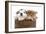 Puppies 003-Andrea Mascitti-Framed Photographic Print