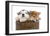 Puppies 003-Andrea Mascitti-Framed Photographic Print