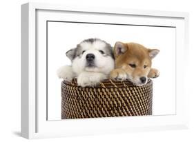 Puppies 003-Andrea Mascitti-Framed Photographic Print