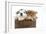 Puppies 003-Andrea Mascitti-Framed Photographic Print