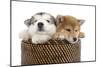 Puppies 003-Andrea Mascitti-Mounted Photographic Print