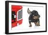Puppies 004-Andrea Mascitti-Framed Photographic Print