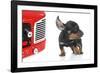 Puppies 004-Andrea Mascitti-Framed Photographic Print