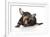 Puppies 005-Andrea Mascitti-Framed Photographic Print