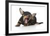 Puppies 005-Andrea Mascitti-Framed Photographic Print