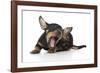 Puppies 005-Andrea Mascitti-Framed Photographic Print