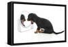 Puppies 006-Andrea Mascitti-Framed Stretched Canvas