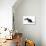 Puppies 006-Andrea Mascitti-Photographic Print displayed on a wall