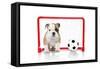 Puppies 007-Andrea Mascitti-Framed Stretched Canvas