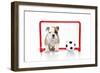 Puppies 007-Andrea Mascitti-Framed Photographic Print