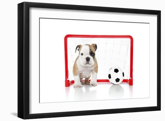 Puppies 007-Andrea Mascitti-Framed Photographic Print