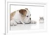 Puppies 008-Andrea Mascitti-Framed Photographic Print